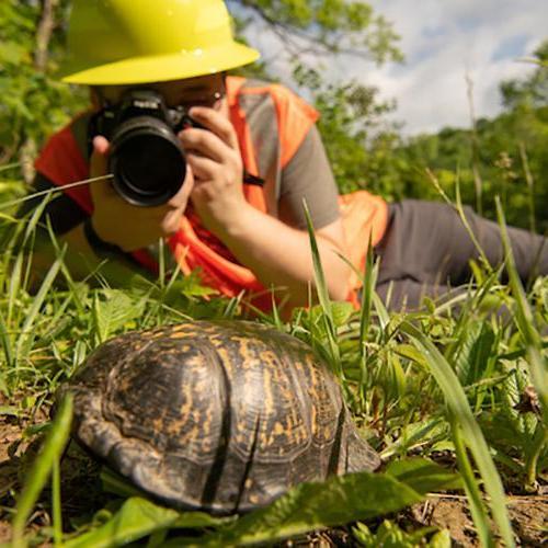 Ohio University student in the field takes photographs of a turtle